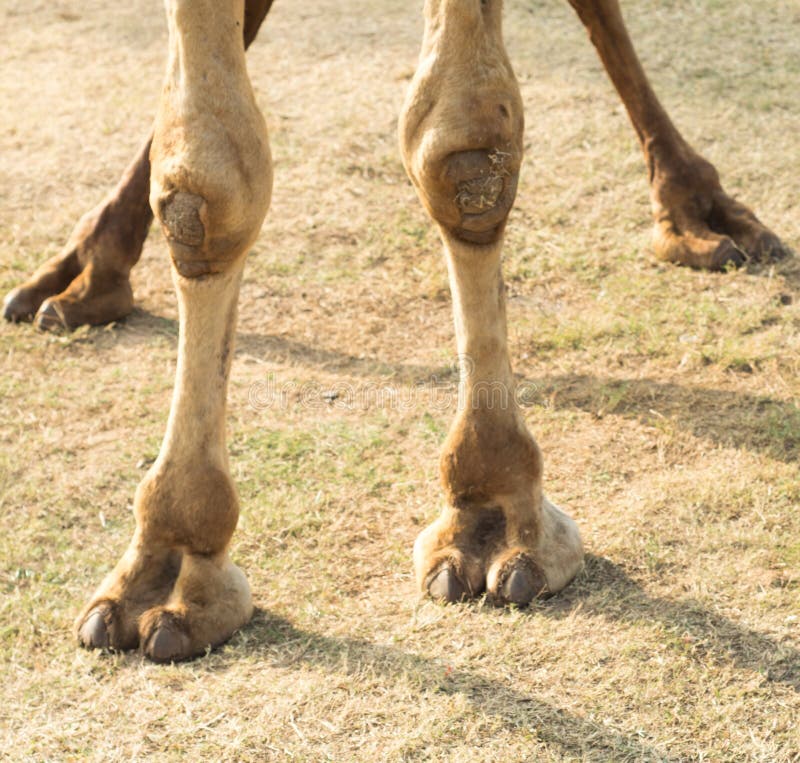 1 300 Camel Feet Pics Stock Photos Pictures Royalty Free Images 1 300 Camel Feet Pics Stock Photos Pictures Royalty Free Images