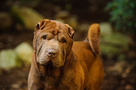 12 Unique Dog Breeds That Come From China 12 Unique Dog Breeds That Come From China