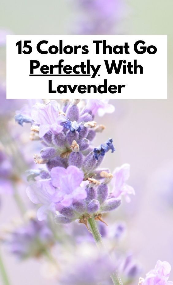 15 Colors That Go Perfectly With Lavender Craftsonfire 15 Colors That Go Perfectly With Lavender Craftsonfire