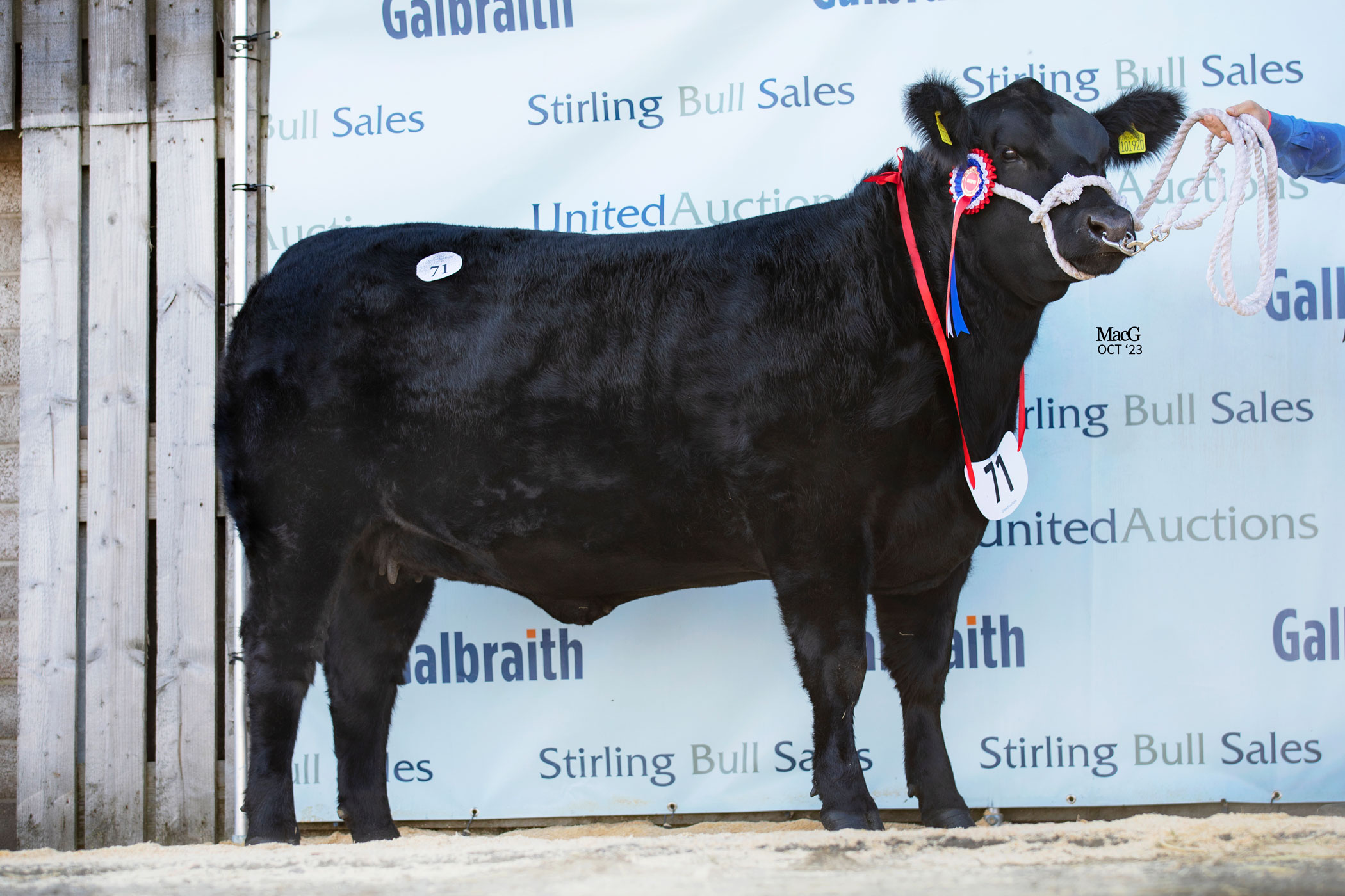 2023 Stirling October Bull Sale Report Aberdeen Angus Cattle Society 2023 Stirling October Bull Sale Report Aberdeen Angus Cattle Society