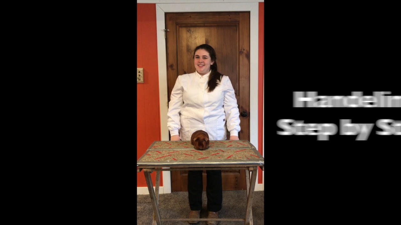 483 Lexi Arsenault With Hell Ofa Charmer Ll Showmanship Pp Youtube