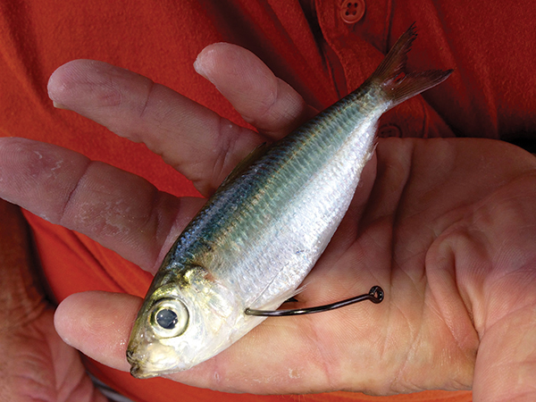 5 Ways To Hook A Live Bait 5 Ways To Hook A Live Bait