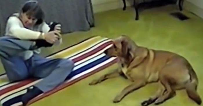 The Ultimate Guide to Canine 69