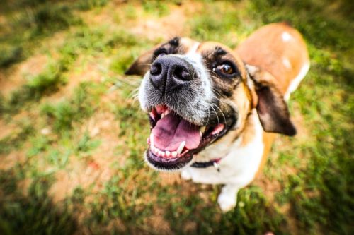 7 Signs Your Dog Needs More Mental Stimulation Dog Behavior Training 7 Signs Your Dog Needs More Mental Stimulation Dog Behavior Training