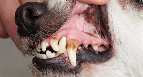 7 Signs Your Dog S Teeth Need More Attention Proud Dog Mom 7 Signs Your Dog S Teeth Need More Attention Proud Dog Mom