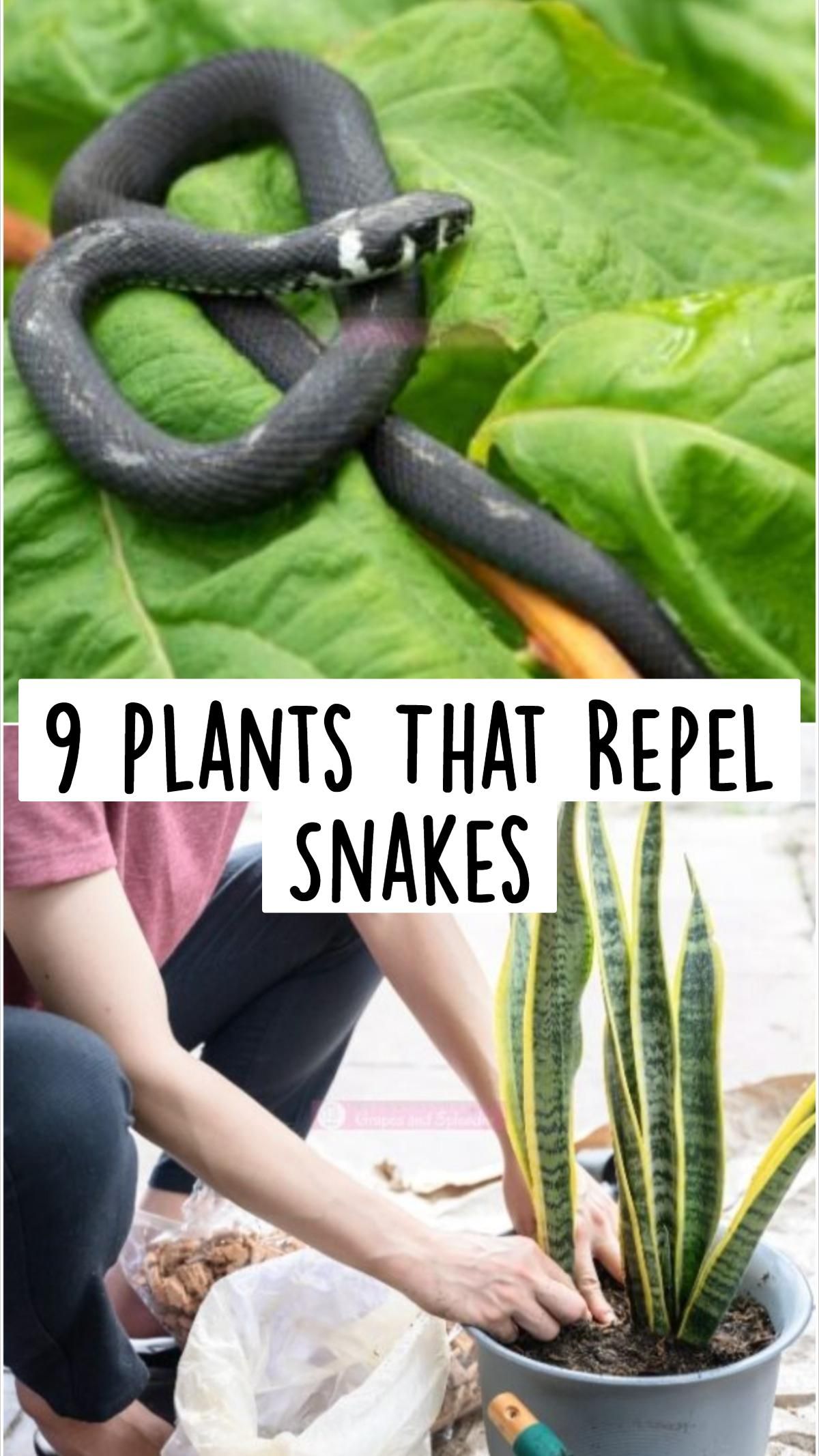 9 Plants That Repel Snakes Artofit