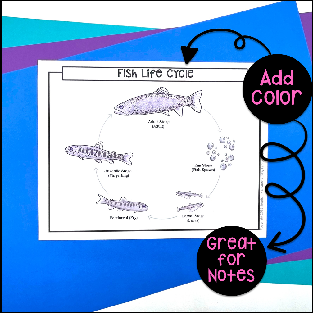 The Fish's Life Cycle: 5 Key Stages