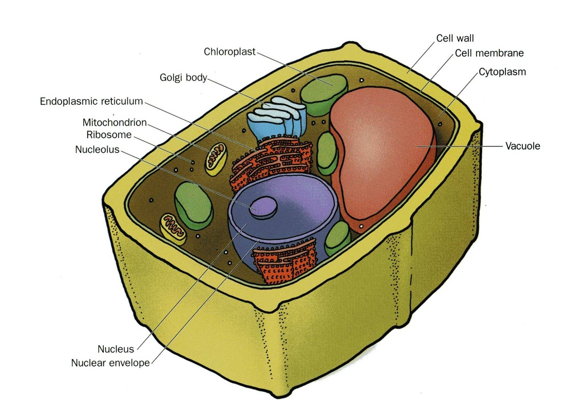 The Cell's Secrets: 5 Analogies