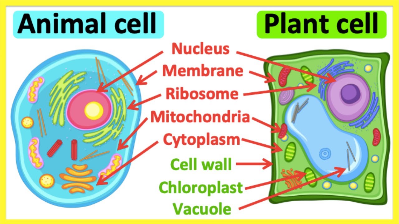 Why Animal Cells Don't Have Chloroplasts