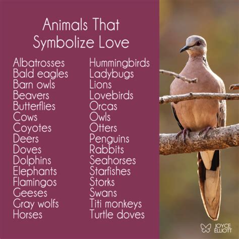 The 5 Most Symbolic Animals