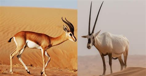 Antelope Vs Gazelle Exploring The Differences And Similarities Antelope Vs Gazelle Exploring The Differences And Similarities