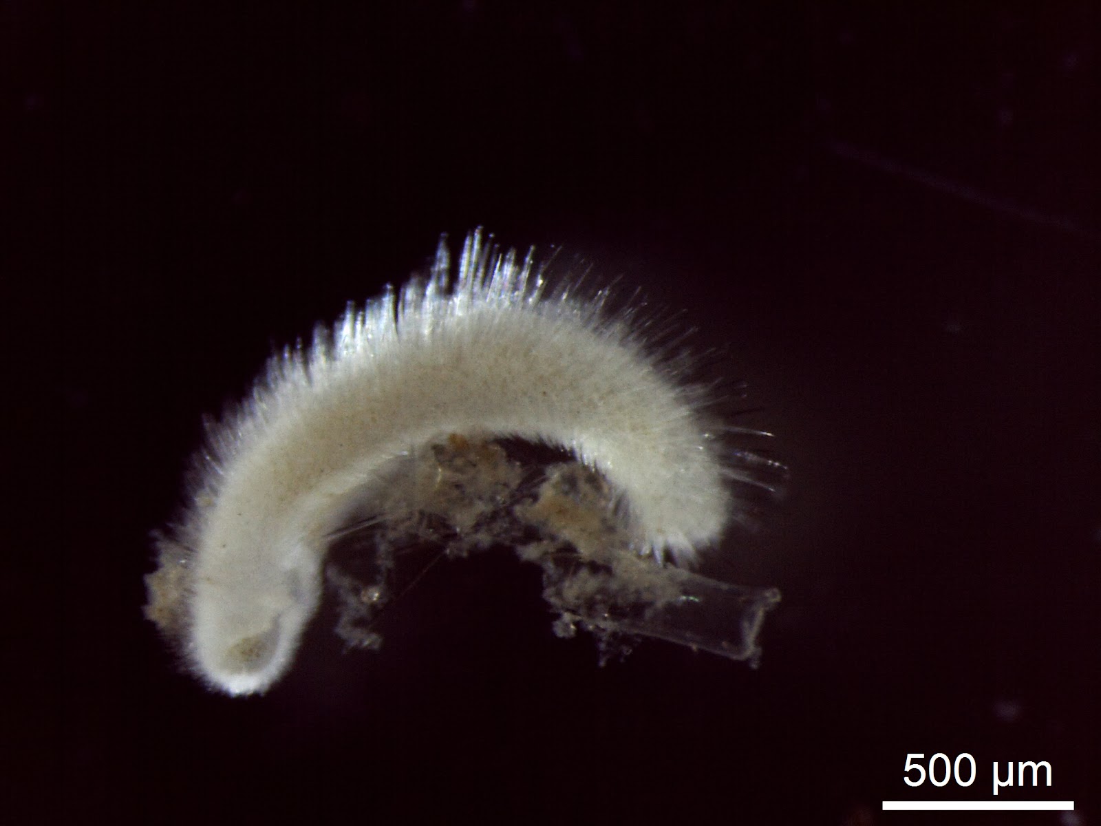 Unveiling the Shell-less Aplacophora Mystery Unveiling the Shell-less Aplacophora Mystery