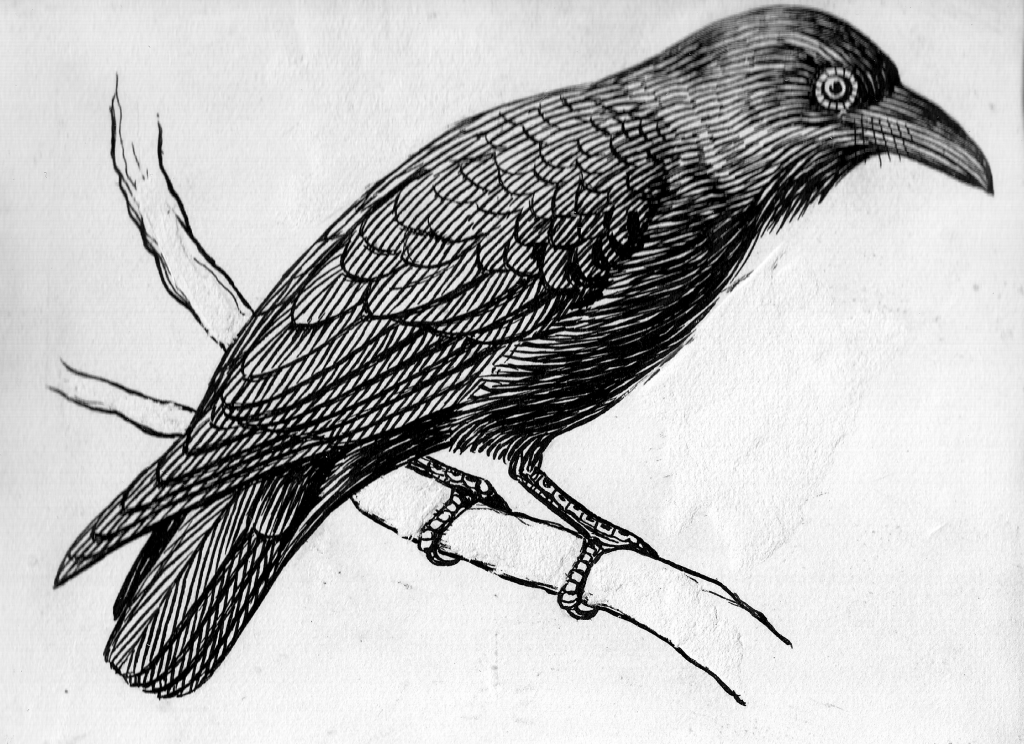 Apollo Symbol Raven Apollo Symbol Raven