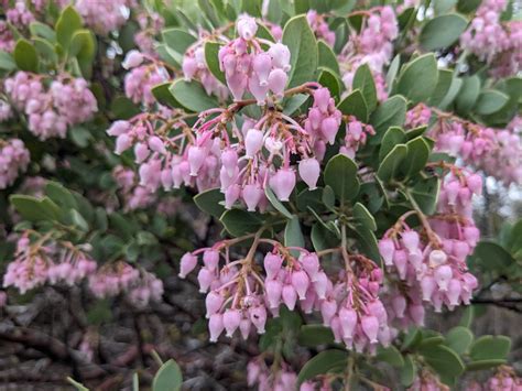Arctostaphylos Viscida Calflora Arctostaphylos Viscida Calflora