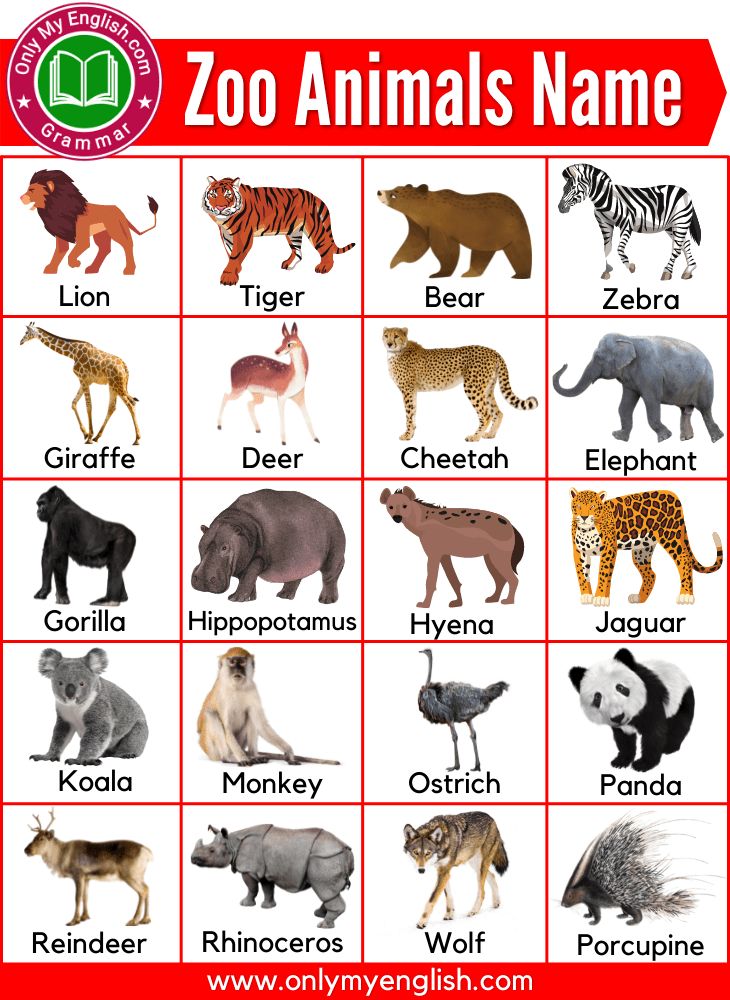 Art Of Zoo Fap