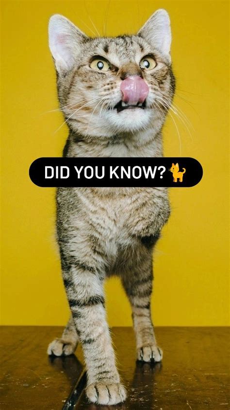 Ask My Cats