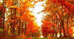 The Golden Beauty of Autumn's Fiery Descent