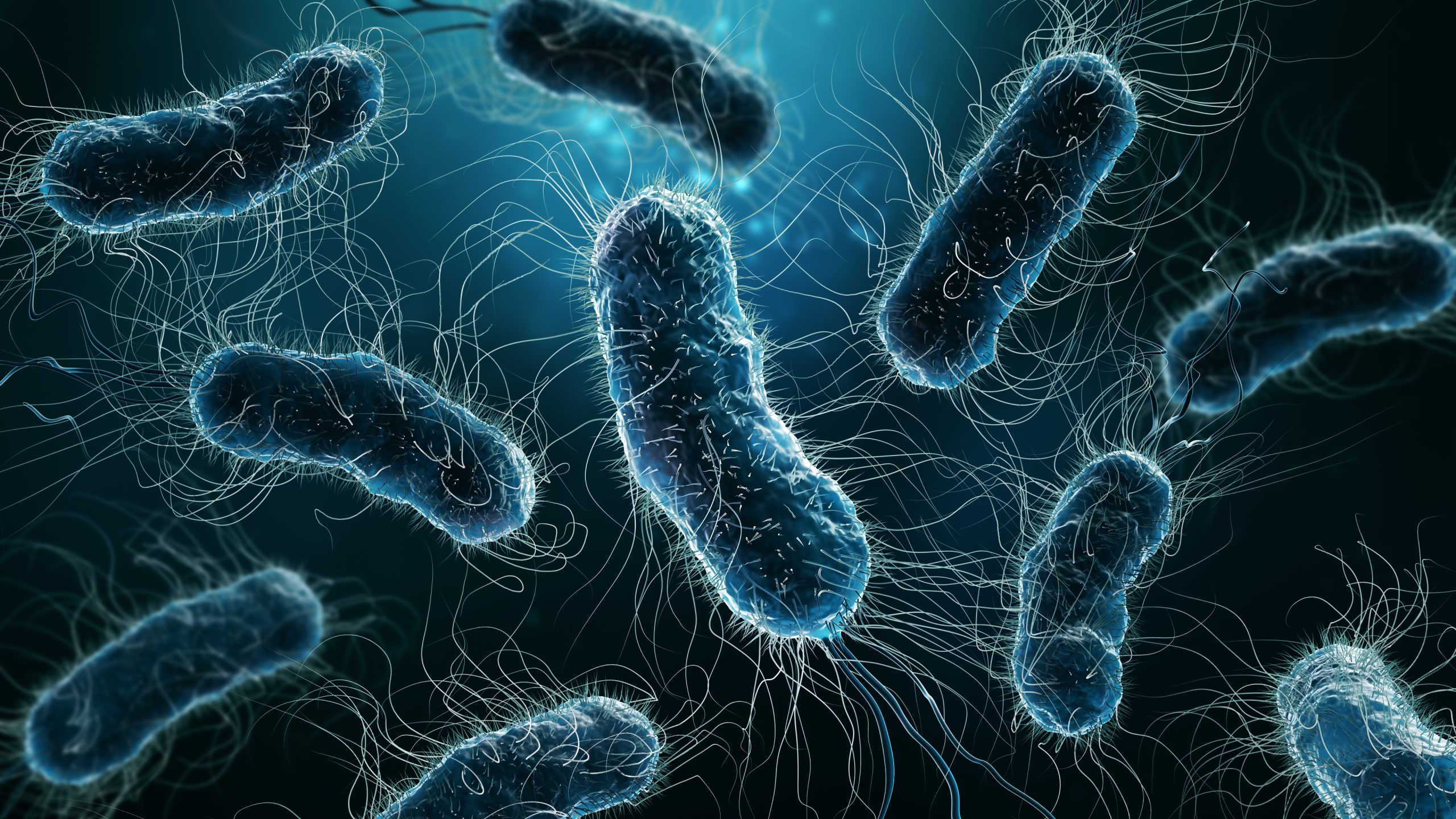 Bacteria Escherichia Coli Bacteria Escherichia Coli
