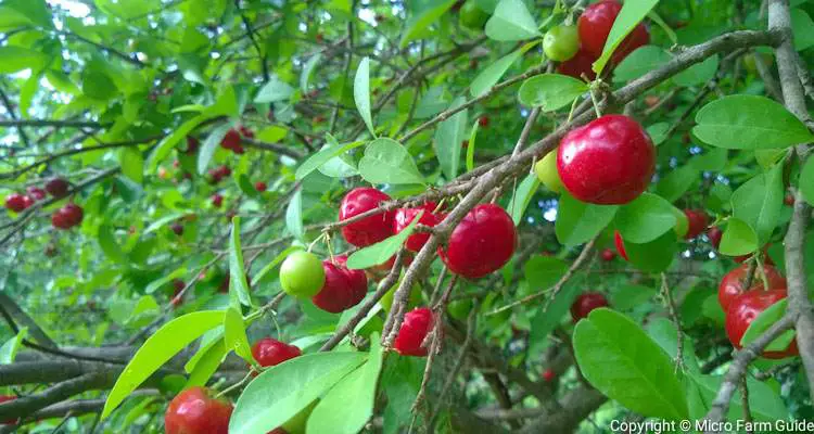 Barbados Cherry The Superfruit With A Twist Micro Farm Guide Barbados Cherry The Superfruit With A Twist Micro Farm Guide