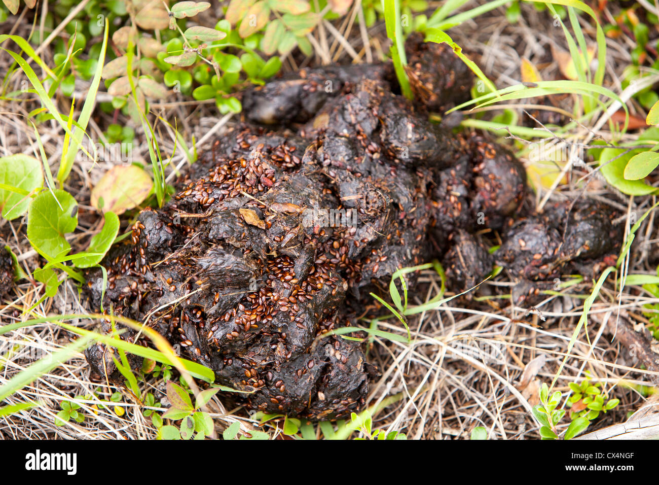 Bear Scat Identification Guide Black And Grizzly Images Greenbelly Bear Scat Identification Guide Black And Grizzly Images Greenbelly