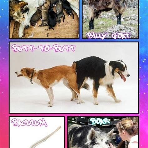 5 Signs of Man-Dog Attraction
