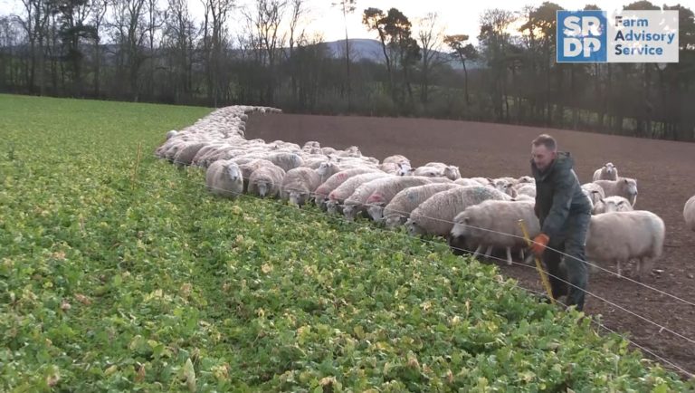 Becca Farms Ep 10 Cleaning Fodder Beet Sheep Turnout And Becca Farms Ep 10 Cleaning Fodder Beet Sheep Turnout And