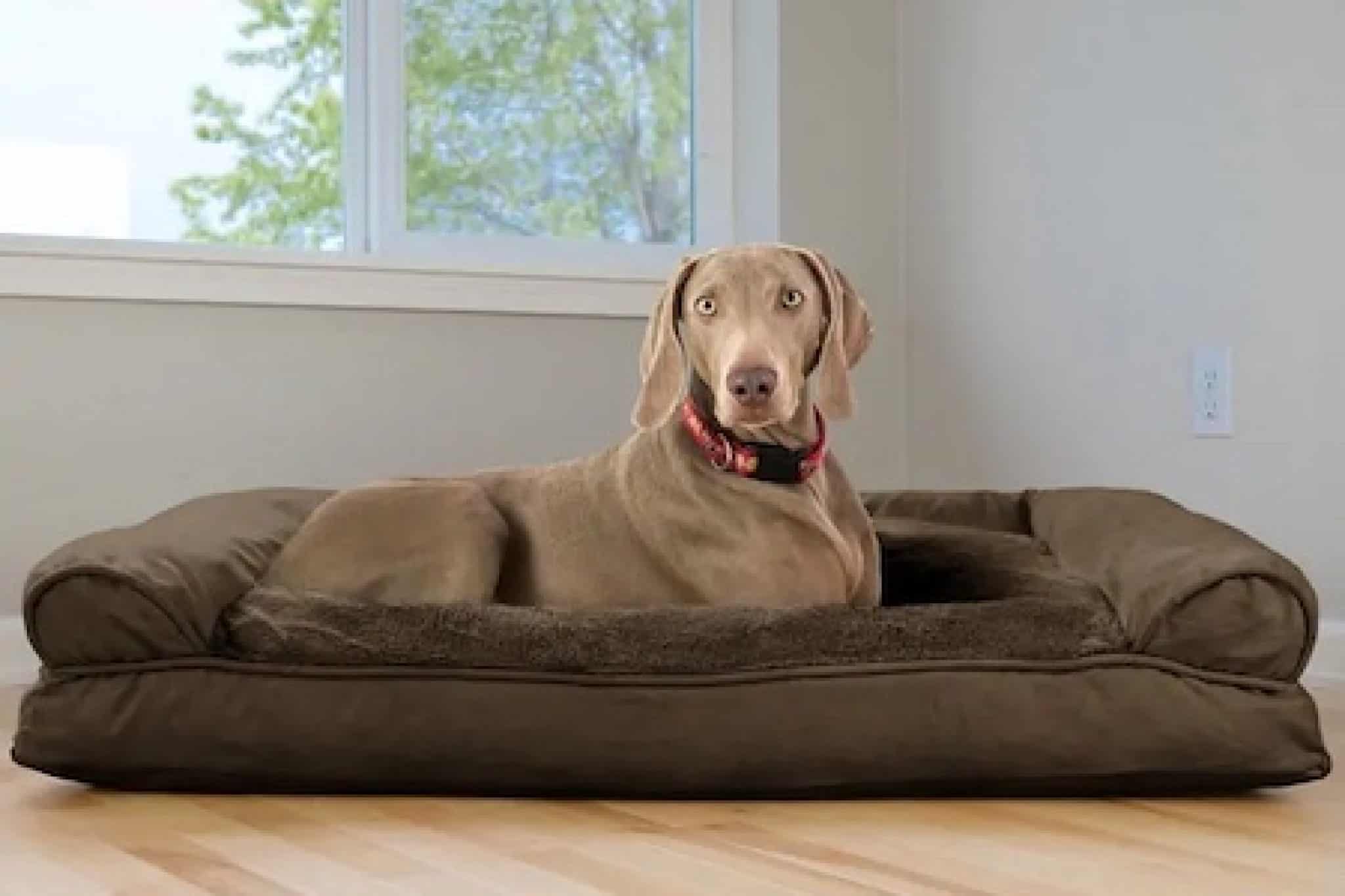 Best Dog Beds For Medium Dogs 2024 Best Dog Beds For Medium Dogs 2024