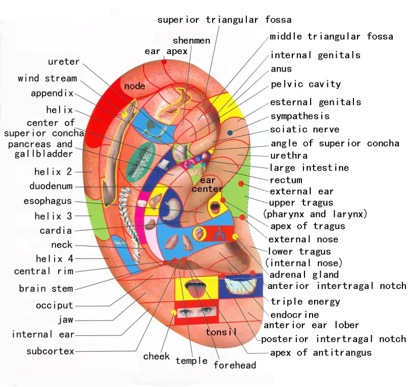 Best Foot Reflexology Massages Or Hand Or Ear Reflexology Massages Best Foot Reflexology Massages Or Hand Or Ear Reflexology Massages