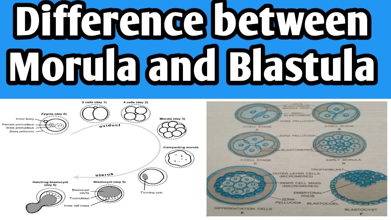 The Morula's Journey: Unveiling Blastocyst Formation.