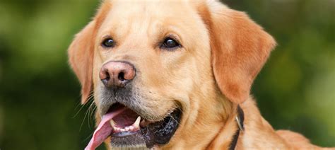 Board Certified Veterinary Dentist In Milwaukee Wi Vds Board Certified Veterinary Dentist In Milwaukee Wi Vds