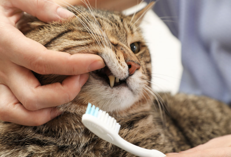 Board Certified Veterinary Dentist Near Me