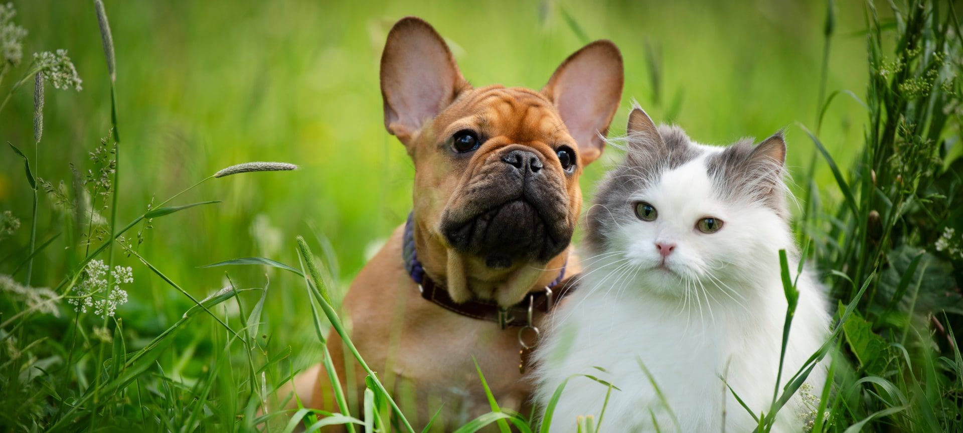 Board Certified Veterinary Dentists Are Essential Board Certified Veterinary Dentists Are Essential