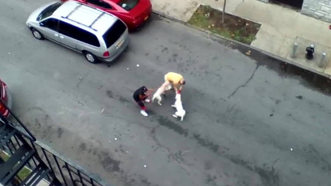 California Man Attacked Killed By Group Of Pit Bulls In Backyard California Man Attacked Killed By Group Of Pit Bulls In Backyard