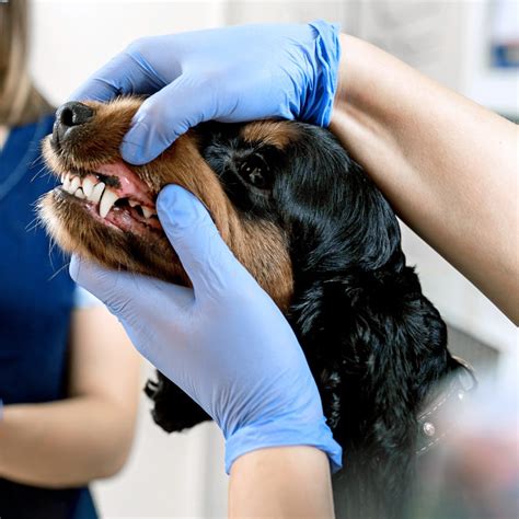 Canine Dentists Near Me