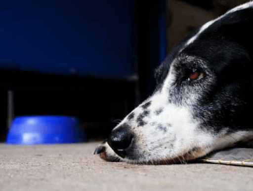 Canine Ulcerative Paradental Stomatitis Cups Diagnosis And Canine Ulcerative Paradental Stomatitis Cups Diagnosis And