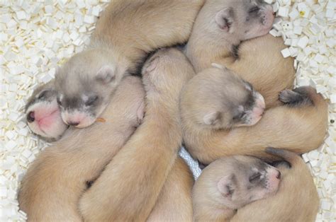 Captive Breeding Blackfootedferret Org Captive Breeding Blackfootedferret Org