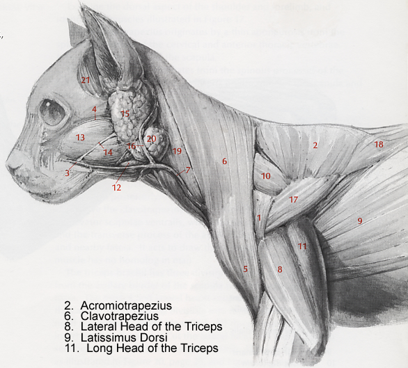 Cats Have 500 Skeletal Muscles Daily Cat Facts Cats Have 500 Skeletal Muscles Daily Cat Facts