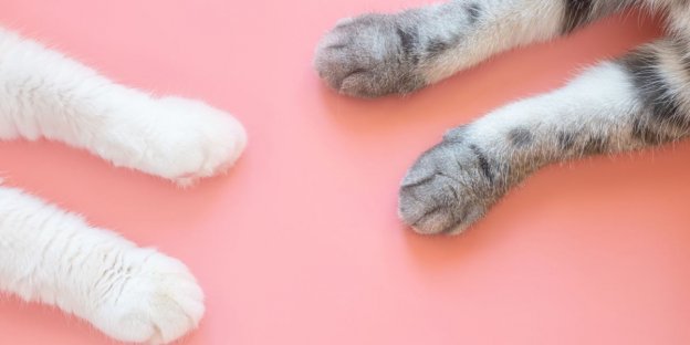Cat's Paw Gun