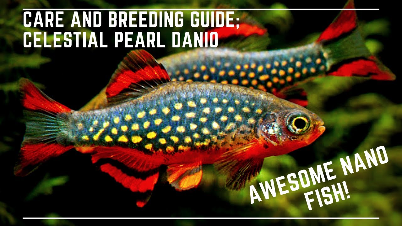 Celestial Pearl Danio Care Breeding Guide Galaxy Rasbora Care Celestial Pearl Danio Care Breeding Guide Galaxy Rasbora Care