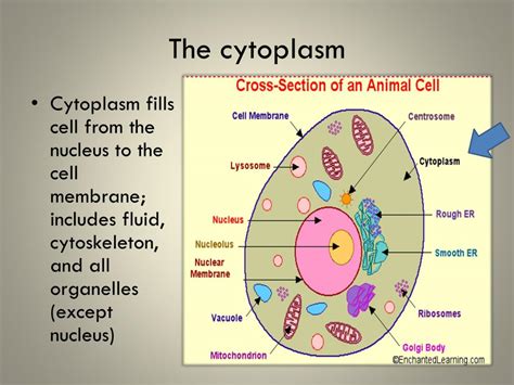 Cell Organelles And Their Functions Ppt Download Cell Organelles And Their Functions Ppt Download
