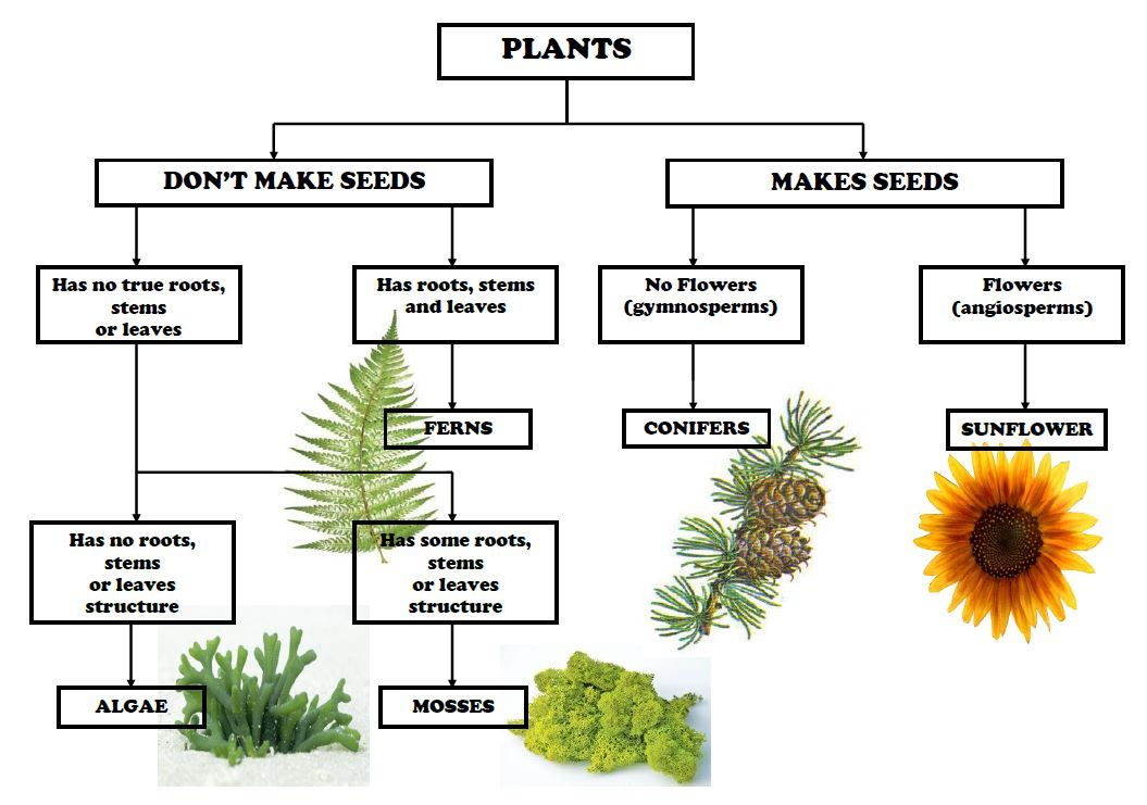 The Ultimate Guide to Classification Charts
