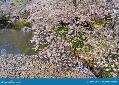 Cherry Blossom Festival Hanami Cherry Blossoms In Hirosaki Japan Cherry Blossom Festival Hanami Cherry Blossoms In Hirosaki Japan