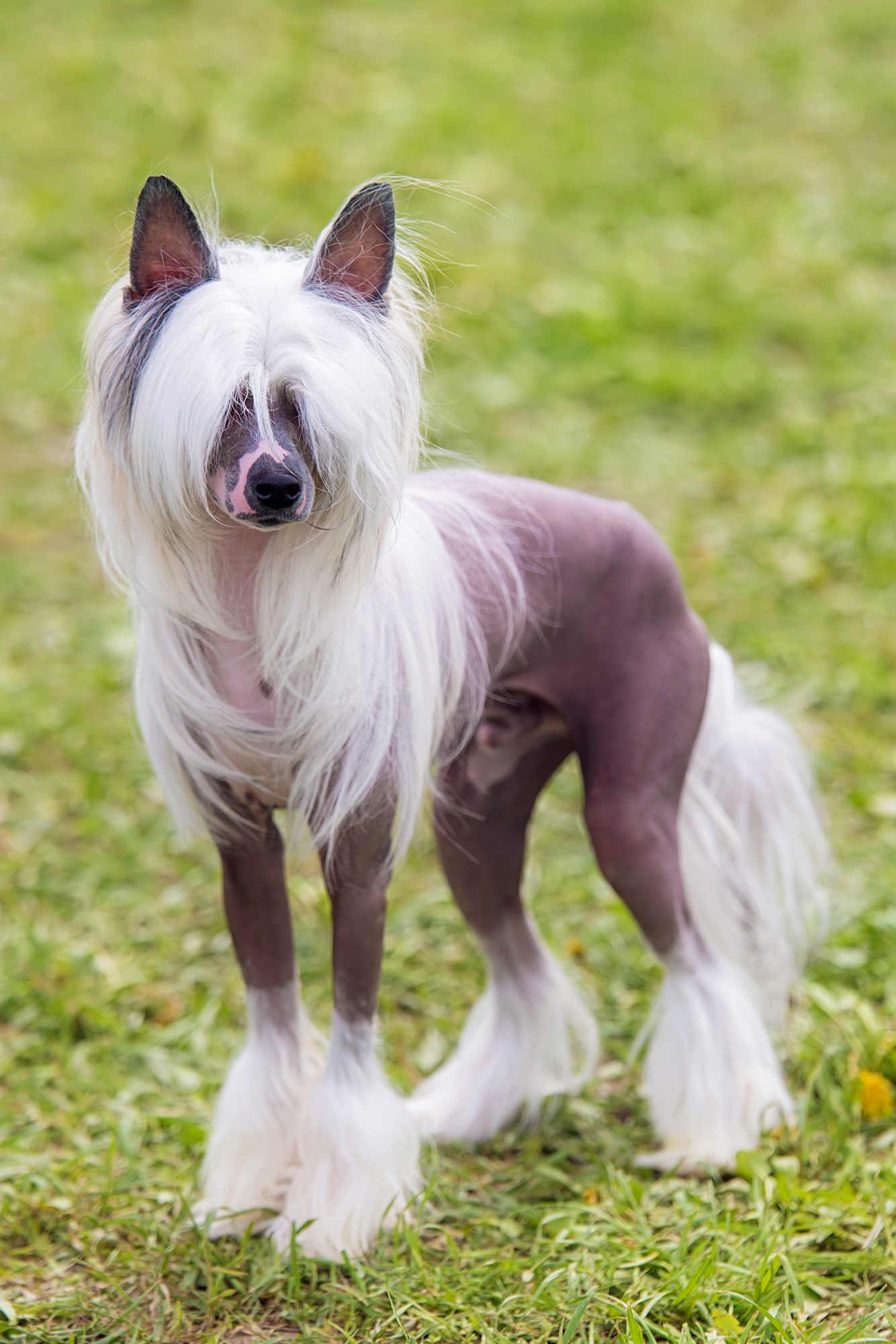 Exploring the World of Chinese Dog Porn