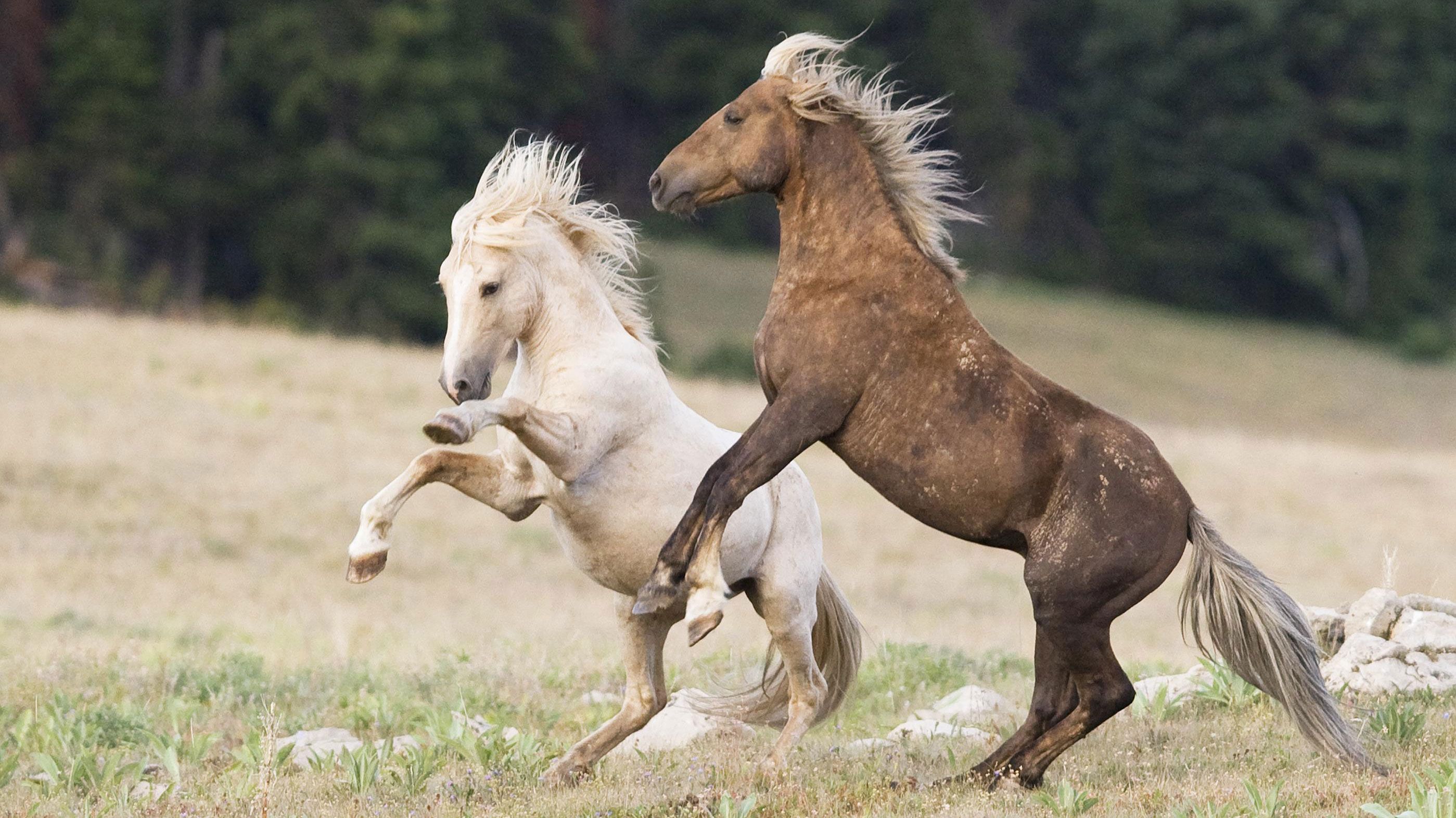 Cloud Challenge Of The Stallions Full Episode Nature Pbs Cloud Challenge Of The Stallions Full Episode Nature Pbs