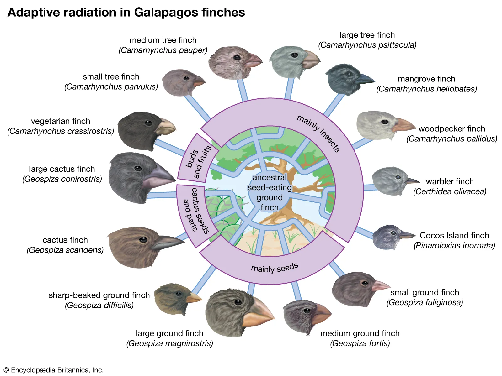 Concept Of Species Definition Types Importance Modes Of Speciation Concept Of Species Definition Types Importance Modes Of Speciation