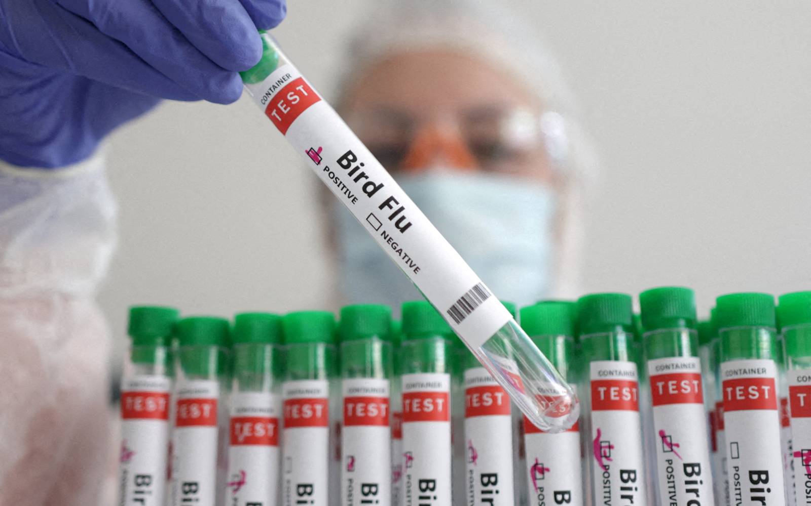 Contact With Cows Blamed For New Human Bird Flu Case In Michigan Contact With Cows Blamed For New Human Bird Flu Case In Michigan