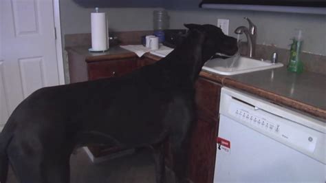 Couple S Great Dane In Nevada May Be Tallest Living Dog Abc11 Raleigh Couple S Great Dane In Nevada May Be Tallest Living Dog Abc11 Raleigh