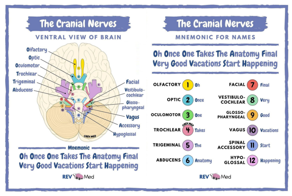 Cranial nerve mnemonics: 5 dirty tricks.
