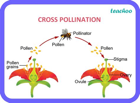 Cross Pollination Boosts Genetic Variation Cross Pollination Boosts Genetic Variation