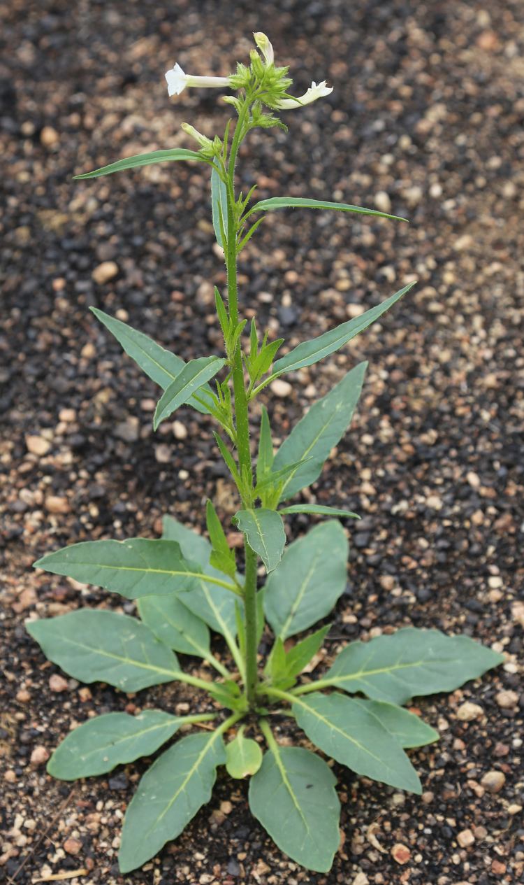 Cytokinin Transfer By A Free Living Mirid To Nicotiana Attenuata Cytokinin Transfer By A Free Living Mirid To Nicotiana Attenuata
